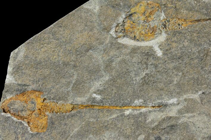 Two Carpoids (Dendrocystites?) Fossils - El Kaid Rami, Morocco #115924